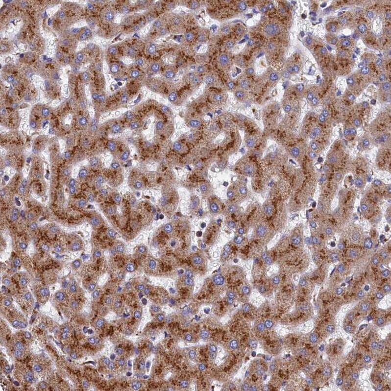 Staining of human liver shows strong cytoplasmic granular positivity in hepatocytes.