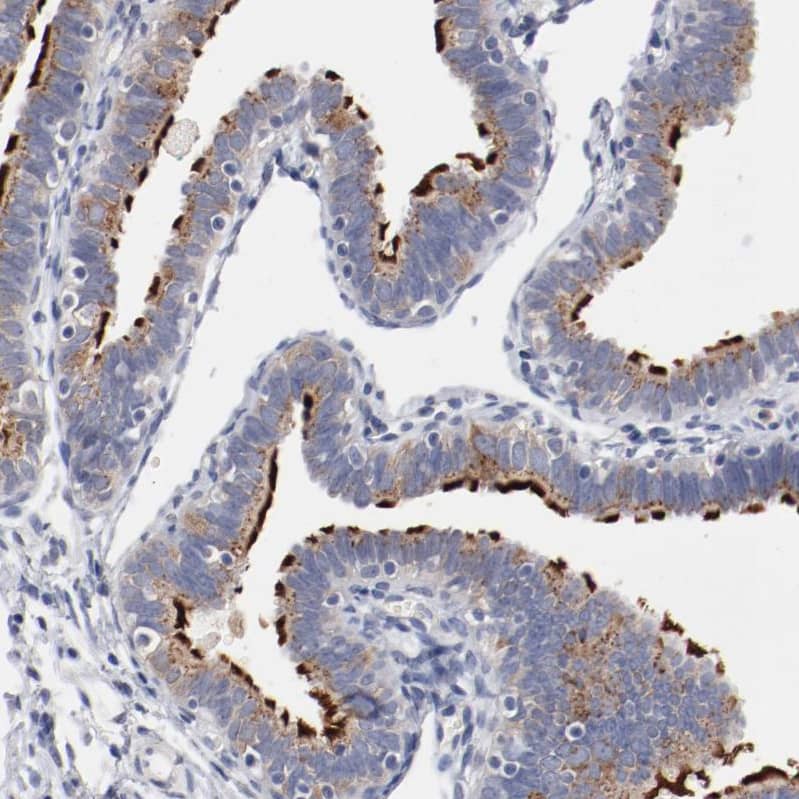 Staining of human fallopian tube shows strong positivity in cilia in glandular cells).