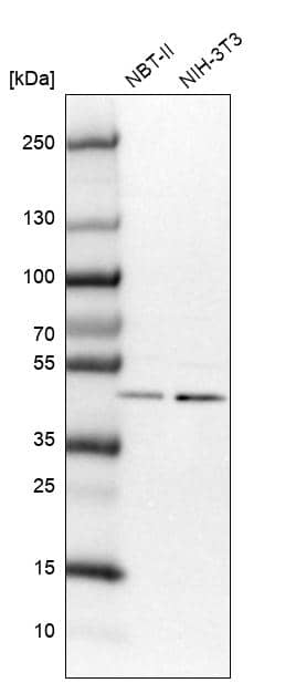Analysis in rat cell line NBT-II and mouse cell line NIH-3T3.