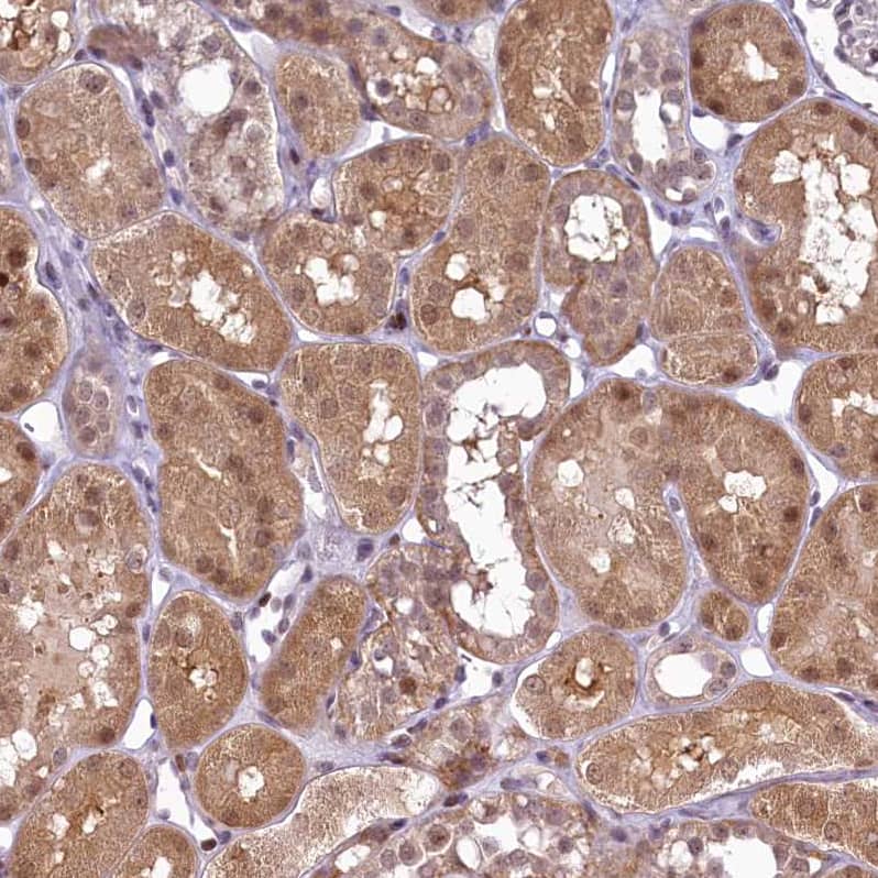 Immunohistochemistry-Paraffin ANKS3 Antibody - BSA Free