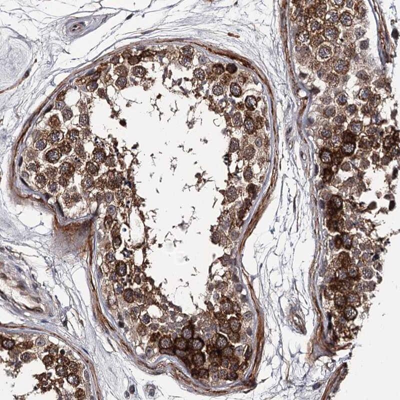 Immunohistochemistry-Paraffin CWF19L2 Antibody - BSA Free