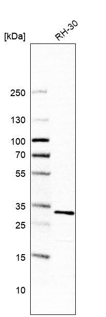 Analysis in human cell line RH-30.