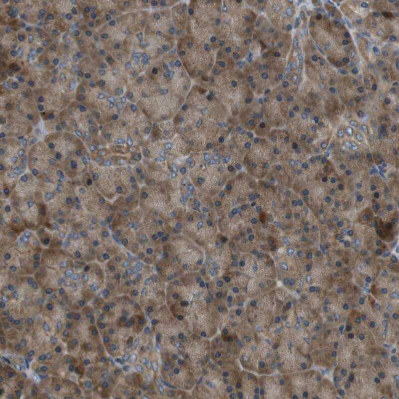 Staining of human pancreas shows moderate cytoplasmic-membranous positivity in exocrine glandular cells.