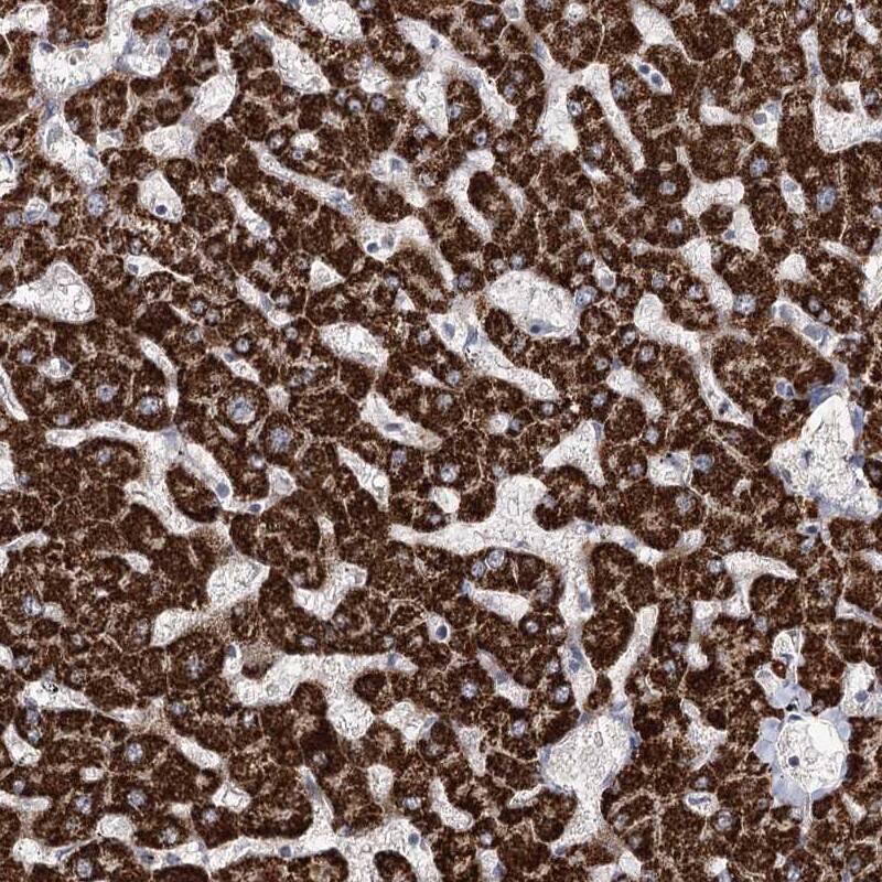Immunohistochemistry-Paraffin NADKD1 Antibody - BSA Free