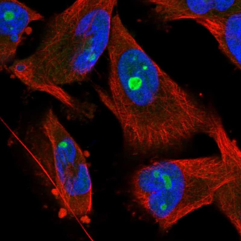 Staining of human cell line U-251 MG shows localization to nucleus & nucleoli.
