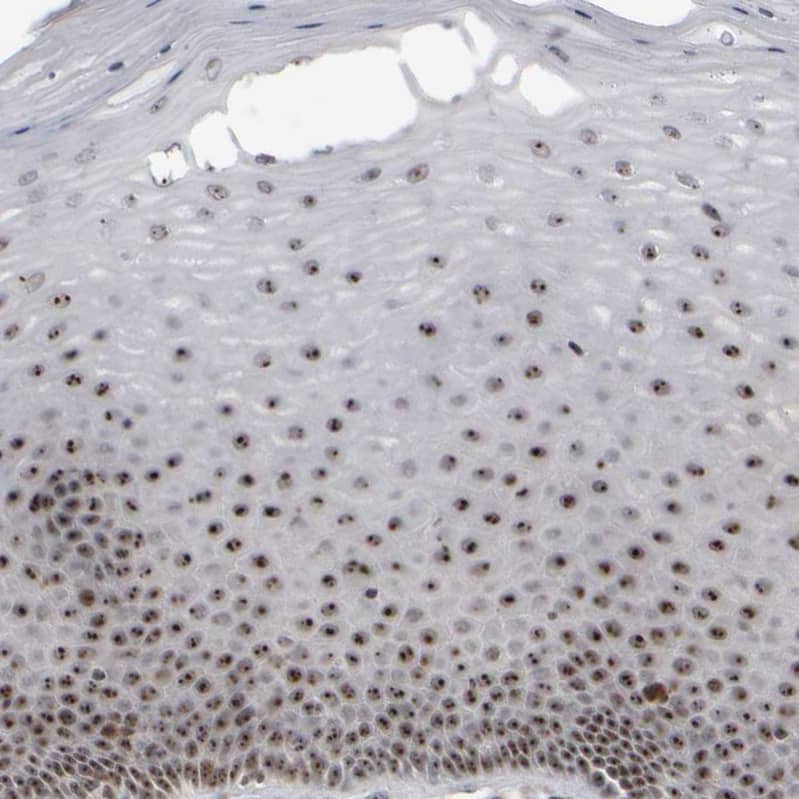 Immunohistochemistry-Paraffin Surf6 Antibody - BSA Free
