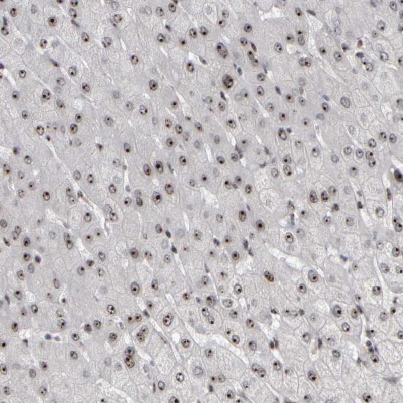 Immunohistochemistry-Paraffin Surf6 Antibody - BSA Free