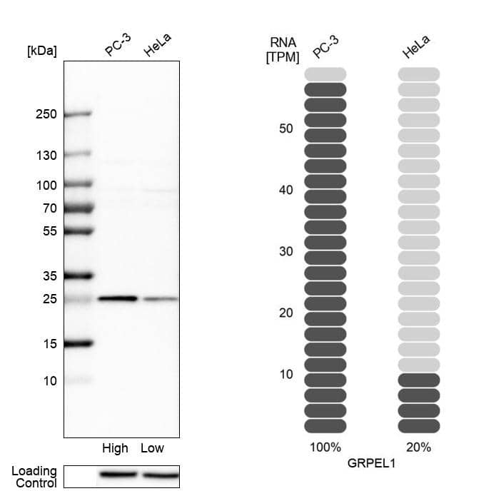<b>Orthogonal Strategies Validation. </b>Analysis in human cell lines PC-3 and HeLa using Anti-GRPEL1 antibody. Corresponding GRPEL1 RNA-seq data are presented for the same cell lines. Loading control: Anti-HSP90B1.