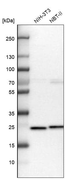 Analysis in mouse cell line NIH-3T3 and rat cell line NBT-II.