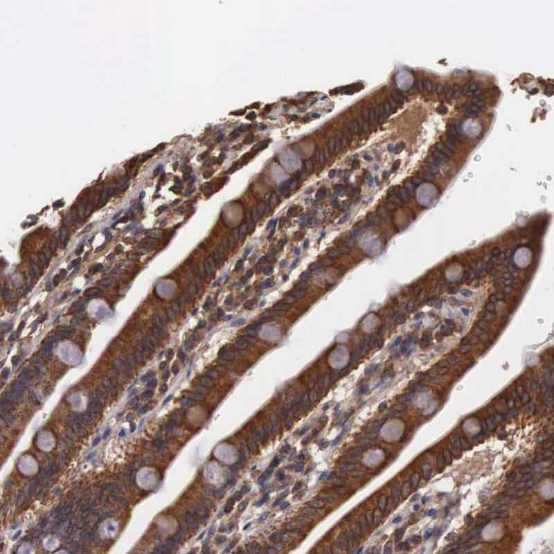 Staining of human duodenum shows strong cytoplasmic positivity in glandular cells.