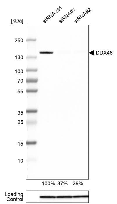 Analysis in HEK293 cells) transfected with control siRNA, target specific siRNA probe #1 and #2, using Anti-DDX46 antibody. Remaining relative intensity is presented. Loading control: Anti-GAPDH.