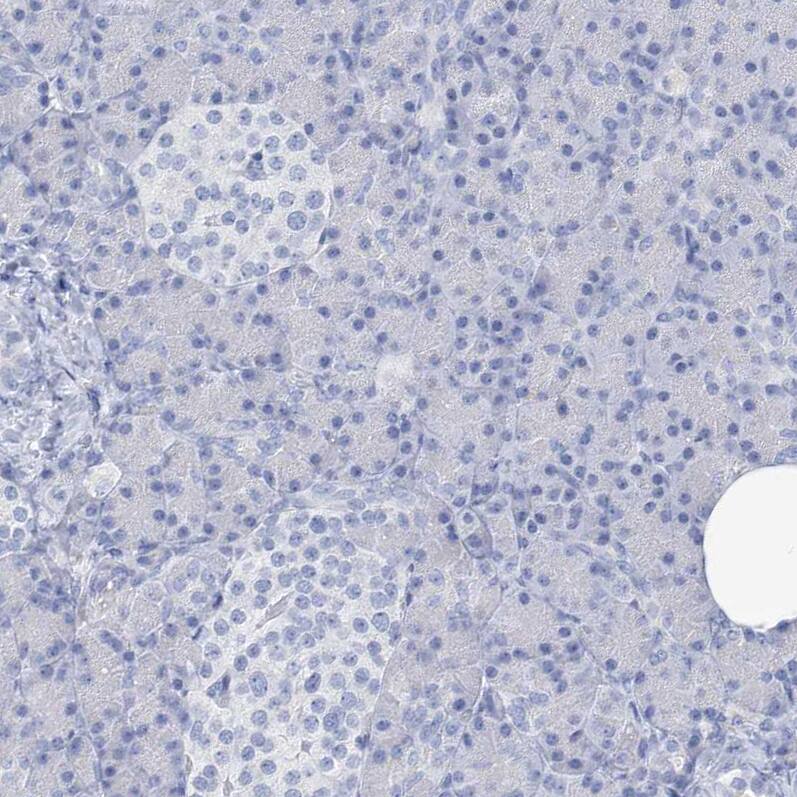 Staining of human pancreas shows no positivity in exocrine glandular cells as expected.