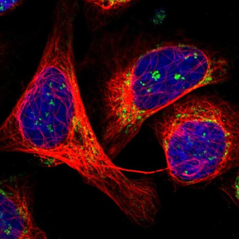 Immunocytochemistry/ Immunofluorescence HEXDC Antibody - BSA Free