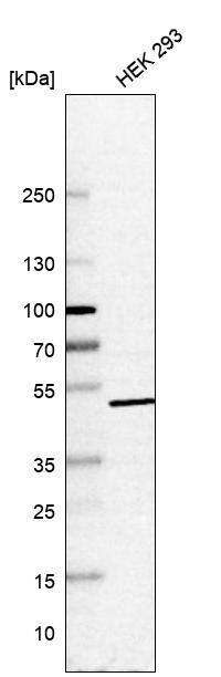 Western Blot HEXDC Antibody - BSA Free