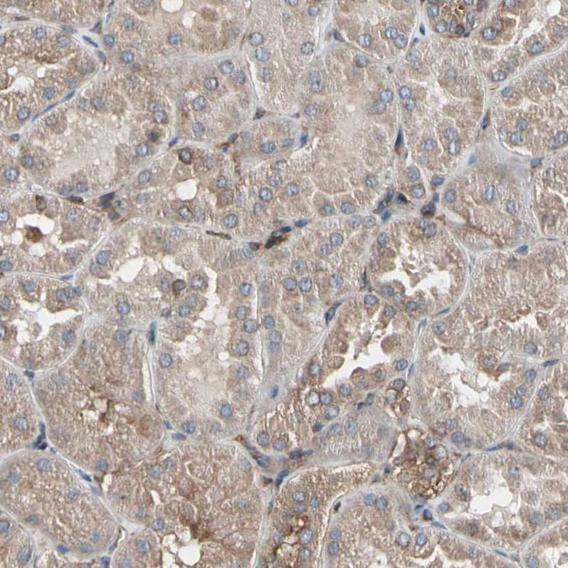 Immunohistochemistry-Paraffin AGBL2 Antibody - BSA Free