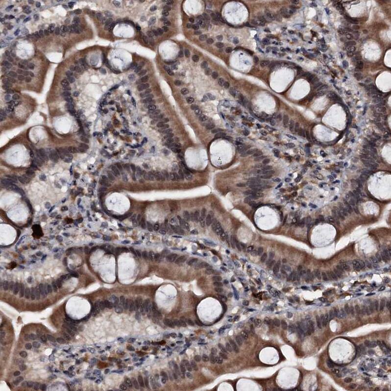 Staining of human duodenum shows strong cytoplasmic positivity in glandular cells.