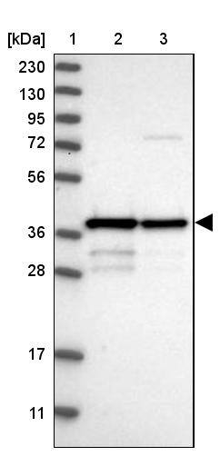 Western Blot MRM1 Antibody - BSA Free
