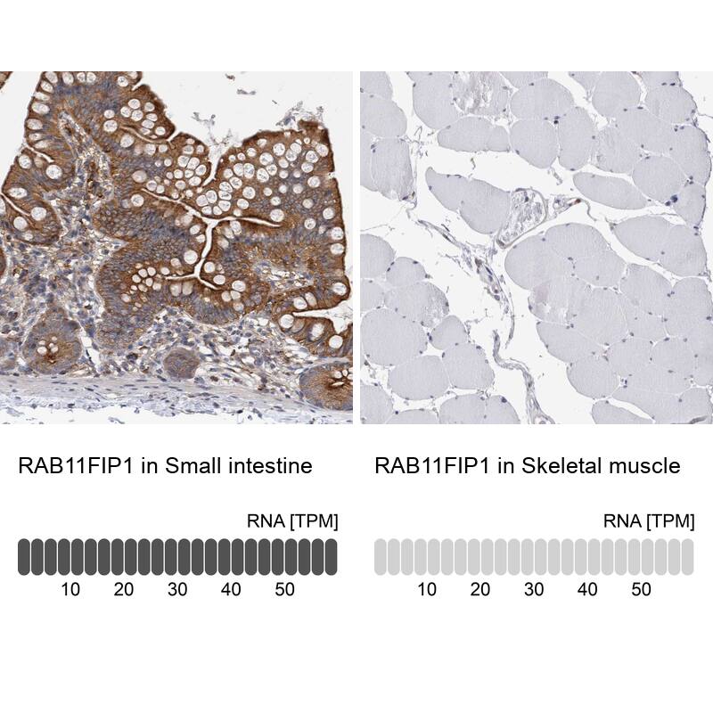 <b>Orthogonal Strategies Validation. </b>Analysis in human small intestine and skeletal muscle tissues. Corresponding RNA-seq data are presented for the same tissues.