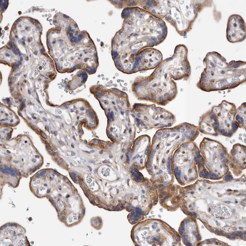 Staining of human placenta shows moderate granular cytoplasmic positivity in trophoblastic cells.