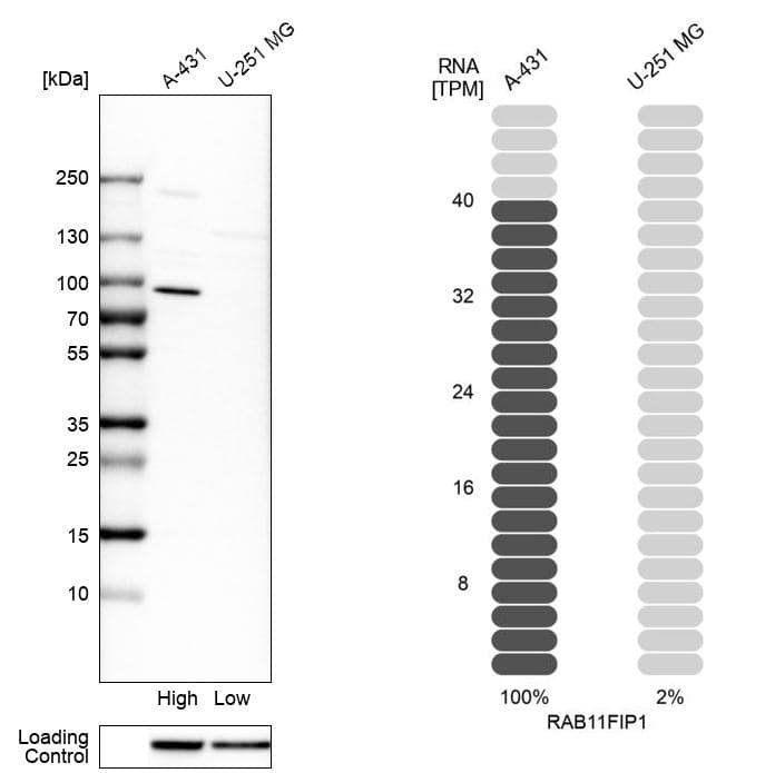 <b>Orthogonal Strategies Validation. </b>Analysis in human cell lines A-431 and U-251MG using Anti-RAB11FIP1 antibody. Corresponding RAB11FIP1 RNA-seq data are presented for the same cell lines. Loading control: Anti-HSP90B1.