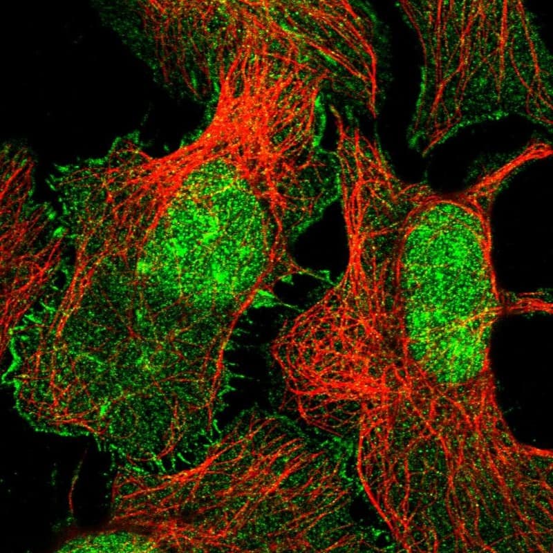 Staining of human cell line U-2 OS shows localization to nucleus, nucleoli & plasma membrane.