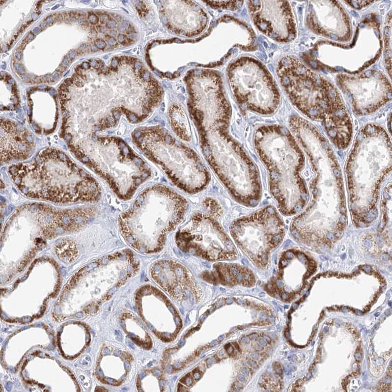Immunohistochemistry-Paraffin XPO6 Antibody - BSA Free