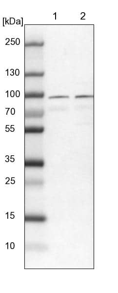 Western Blot RUFY1 Antibody - BSA Free