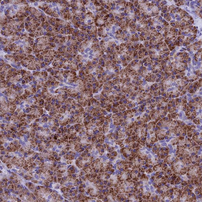 Staining of human pancreas shows strong positivity in mitochondria in exocrine glandular cells.