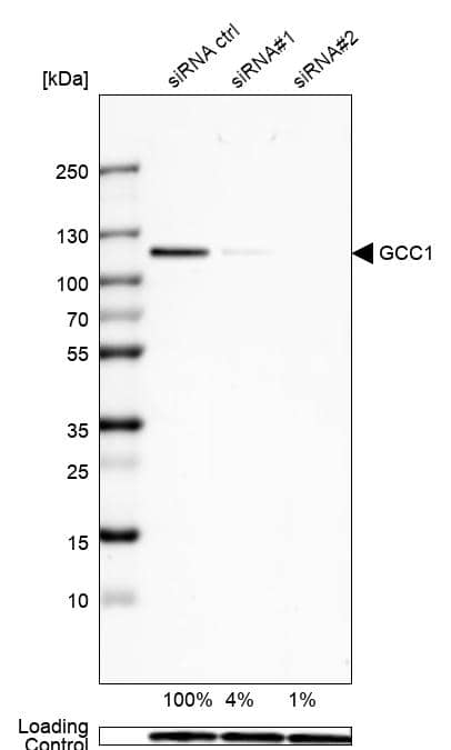 Analysis in U-138MG cells) transfected with control siRNA, target specific siRNA probe #1 and #2, using Anti-GCC1 antibody. Remaining relative intensity is presented. Loading control: Anti-GAPDH.