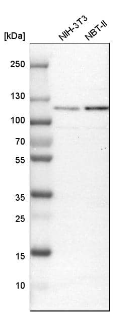 Analysis in mouse cell line NIH-3T3 and rat cell line NBT-II.
