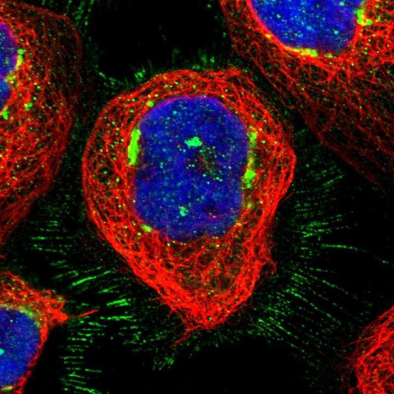 Staining of human cell line A-431 shows localization to plasma membrane, cytosol & the Golgi apparatus.