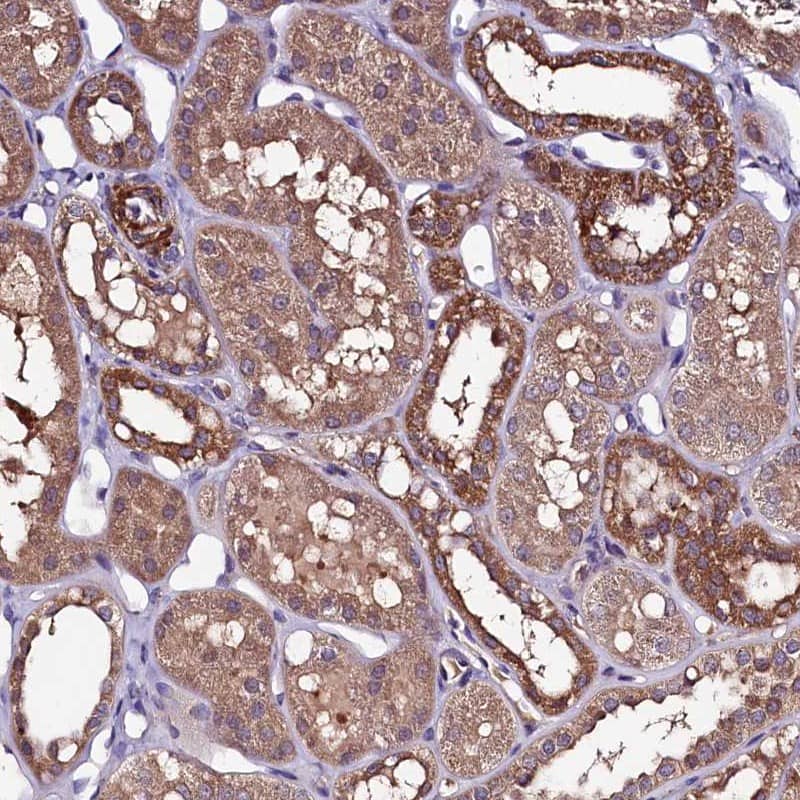 Staining of human kidney shows strong cytoplasmic positivity in distal tubules.
