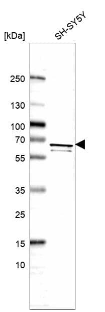 Analysis in human cell line SH-SY5Y.