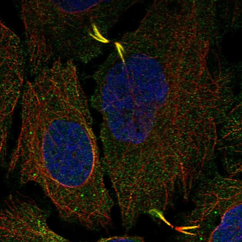 Immunocytochemistry/ Immunofluorescence AGBL5 Antibody - BSA Free