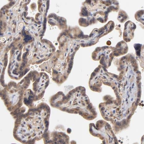 ASB8 Antibody [NBP1-83620] -Staining of human placenta shows moderate cytoplasmic positivity in trophoblastic cells