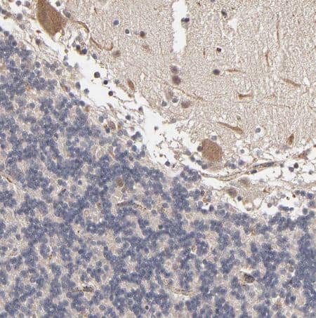 ASB8 Antibody [NBP1-83620] - Staining of human cerebellum shows moderate cytoplasmic positivity in purkinje cells. 