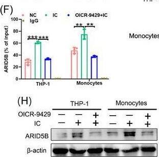 Trimethylation of histone 3 lysine 4 (H3K4me3)‐mediated ARID5B expression at its promoter. (A) Workflow of  beta 2GPI/anti‐ beta 2GPI immune complex (IC) treatment and OICR‐9424 exposure in an ex vivo monocyte or THP‐1 cell model that partially mimicked antiphospholipid syndrome (APS). (B) Heatmaps of H3K4me3 Cleavage Under Targets and Tagmentation (CUT&Tag) in an ex vivo THP‐1 cell and monocyte model of APS. (C) Heatmaps of Transposase‐Accessible Chromatin using sequencing (ATAC‐Seq) in an ex vivo THP‐1 cell and monocyte model of APS. (D) Venn diagram showed the intersection of the unique peaks (ARID5B) in the IC group compared to that in the negative control (NC) group between H3K4me3 CUT&Tag and ATAC‐Seq. (E) Integrative Genomics Viewer (IGV) and (F) quantitative PCR (qPCR) showed the relative enrichment levels of H3K4me3 at the promoter of ARID5B. (G) Chromatin accessibility at the ARID5B promoter was displayed using IGV. (H) The protein levels of ARID5B in the ex vivo model of APS were detected using western blotting. (I) Real‐time quantitative PCR (RT‐qPCR) determined the mRNA expression of ARID5B in the ex vivo model of APS. Data information: error bars represent the mean +/- SD of at least three independent experiments. **p < .01; ***p < .001.  beta 2GPI, beta2‐glycoprotein I. Image collected and cropped by CiteAb from the following open publication (//pubmed.ncbi.nlm.nih.gov/38224186), licensed under a CC-BY license. Not internally tested by Novus Biologicals.