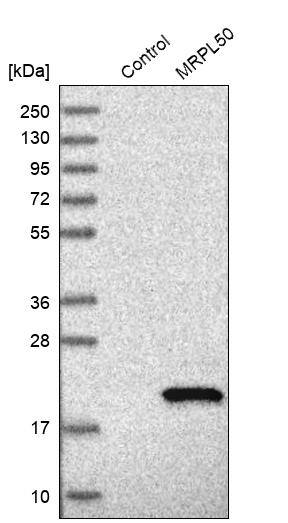 Western Blot MRPL50 Antibody - BSA Free