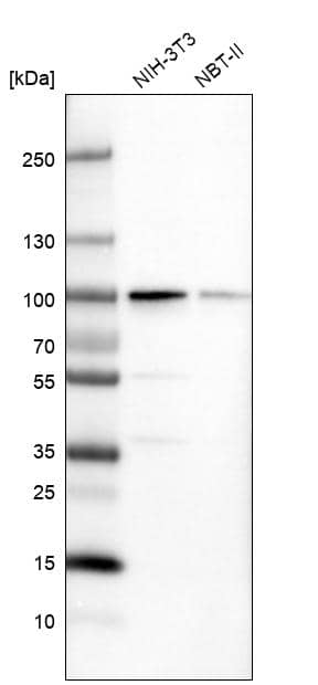Western Blot PUS7 Antibody - BSA Free