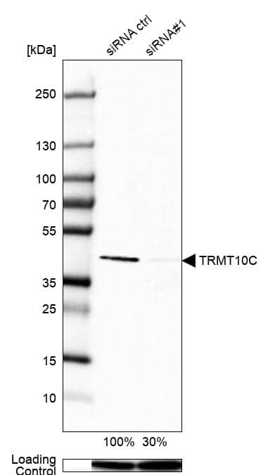 Analysis in A-431 cells) transfected with control siRNA, target specific siRNA probe #1, using Anti-TRMT10C antibody. Remaining relative intensity is presented. Loading control: Anti-PPIB.