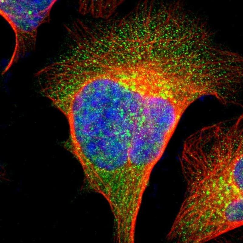 Staining of human cell line U-2 OS shows localization to nucleus, cytosol & the Golgi apparatus.