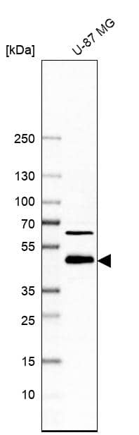 Analysis in human cell line U-87 MG.