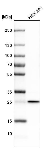 Analysis in human cell line HEK 293.