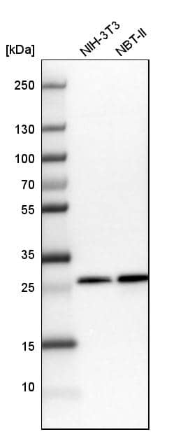 Analysis in mouse cell line NIH-3T3 and rat cell line NBT-II.