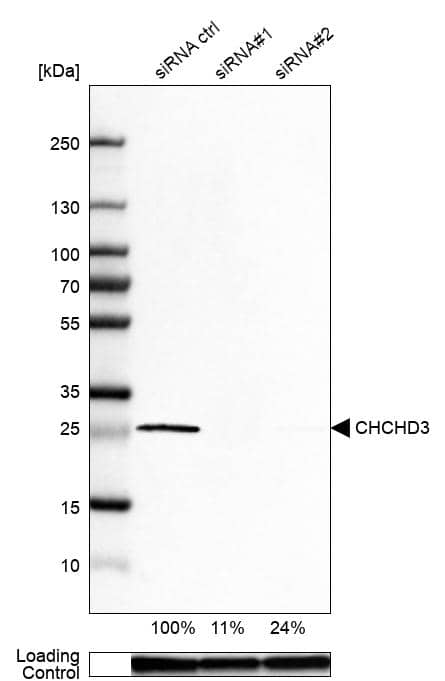 <b>Genetic Strategies Validation. </b>Analysis in U-87MG ATCC cells) transfected with control siRNA, target specific siRNA probe #1 and #2, using Anti-CHCHD3 antibody. Remaining relative intensity is presented. Loading control: Anti-GAPDH.