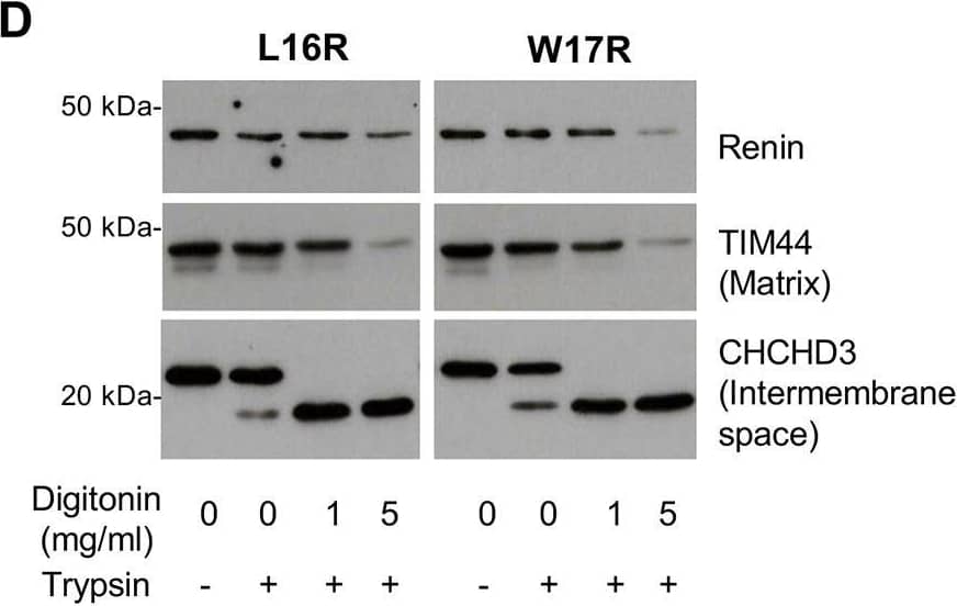 Mitochondrial targeting of mutant renin isoforms. (A) Western blot analysis showing renin expression in the lysates and conditioned media of transiently transfected Calu-6 cells. GAPDH is shown as a loading control. The presence of a non-glycosylated renin isoform (red asterisk) can be seen for all mutants. (B) Cell lysates were deglycosylated with PNGase F. The lower band indicated in panel A with the asterisk is not sensitive to PNGase F treatment, indicating the absence of N-glycans. (C) Immunofluorescence analysis in Calu-6 cells showing merged pictures of renin (red) and TIM44 (marker of mitochondria, green) with nuclei (DAPI, blue). Scale bar: 20 μm. Colocalisation of renin and mitochondria can be assessed by the presence of merged yellow signal. The graph below shows Pearson's correlation coefficient between signals of TIM44 and renin. *P<0.05; **P<0.01; ***P<0.001; ****P<0.0001; two-way ANOVA with Bonferroni post hoc test versus WT. Data are shown as mean+/-s.e.m. (n=3 independent experiments). (D) Protease protection assay performed on isolated mitochondria from HEK293 cells expressing p.L16R or p.W17R mutant isoforms. Western blot experiments showed digestion of renin isoforms by trypsin only when the inner membrane was permeabilised. This result suggests that mutant isoforms are imported within the mitochondrial matrix. Images are representative of three independent experiments. Image collected and cropped by CiteAb from the following open publication (//pubmed.ncbi.nlm.nih.gov/37283036), licensed under a CC-BY license. Not internally tested by Novus Biologicals.