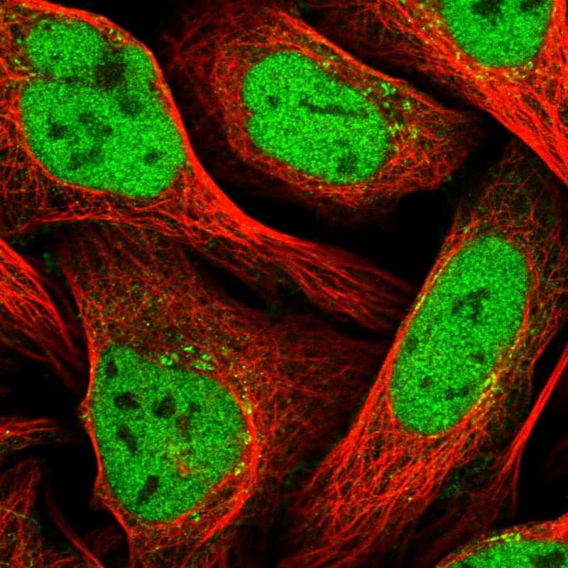 Staining of human cell line U-2 OS shows localization to nucleoplasm & the Golgi apparatus.