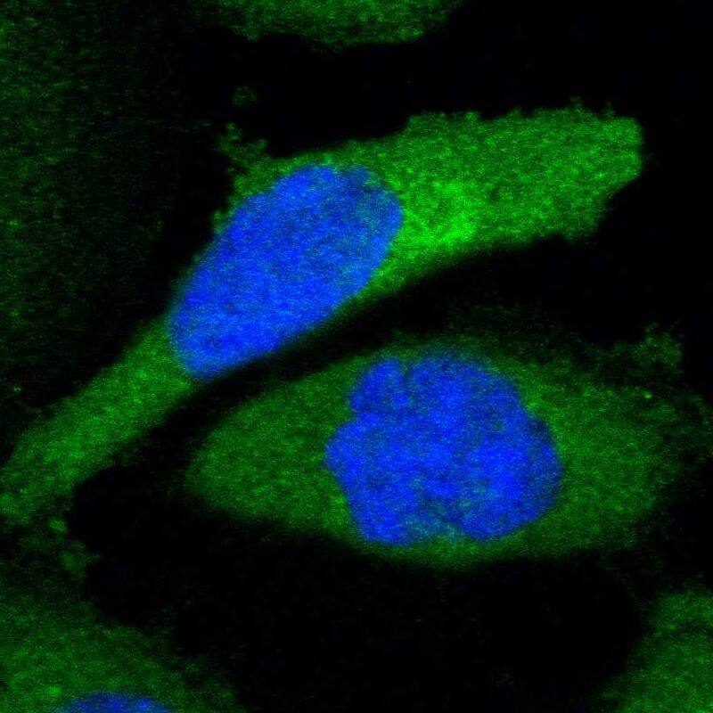 Staining of human cell line A-431 shows localization to plasma membrane, cytosol & the Golgi apparatus.