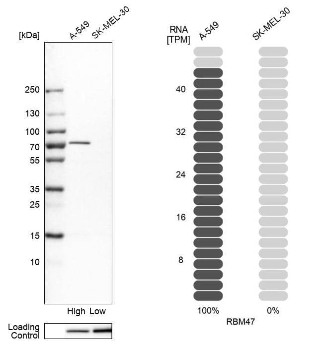 Analysis in human cell lines A-549 and SK-MEL-30 using Anti-RBM47 antibody. Corresponding RBM47 RNA-seq data are presented for the same cell lines. Loading control: Anti-PARP1.