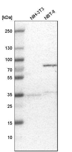 Analysis in mouse cell line NIH-3T3 and rat cell line NBT-II.